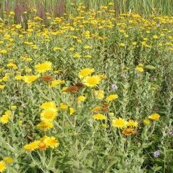 FuturePlanter Alle Pflanzen Im Shop Grosses Flohkraut (Pulicaria Dysenterica) 15 FuturePlanter Alle Pflanzen Im Shop Grosses Flohkraut (Pulicaria Dysenterica)