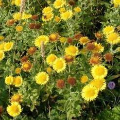 FuturePlanter Alle Pflanzen Im Shop Grosses Flohkraut (Pulicaria Dysenterica) 14 FuturePlanter Alle Pflanzen Im Shop Grosses Flohkraut (Pulicaria Dysenterica)