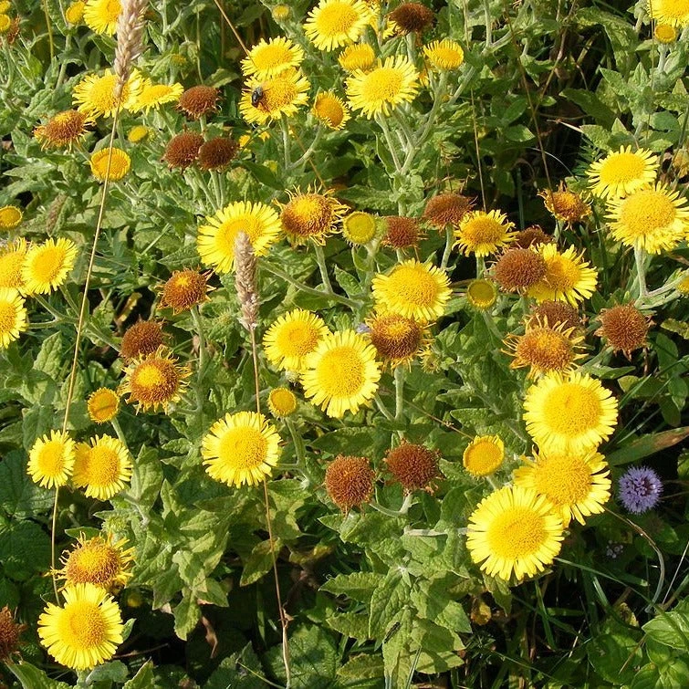 FuturePlanter Alle Pflanzen Im Shop Grosses Flohkraut (Pulicaria Dysenterica) 7 FuturePlanter Alle Pflanzen Im Shop Grosses Flohkraut (Pulicaria Dysenterica)