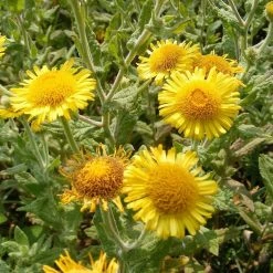 FuturePlanter Alle Pflanzen Im Shop Grosses Flohkraut (Pulicaria Dysenterica) 13 FuturePlanter Alle Pflanzen Im Shop Grosses Flohkraut (Pulicaria Dysenterica)