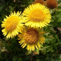 FuturePlanter Alle Pflanzen Im Shop Grosses Flohkraut (Pulicaria Dysenterica) 10 FuturePlanter Alle Pflanzen Im Shop Grosses Flohkraut (Pulicaria Dysenterica)
