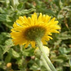 FuturePlanter Alle Pflanzen Im Shop Grosses Flohkraut (Pulicaria Dysenterica)