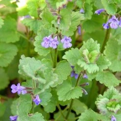 FuturePlanter Alle Pflanzen Im Shop Gundermann (Glechoma Hederacea) 15 FuturePlanter Alle Pflanzen Im Shop Gundermann (Glechoma Hederacea)