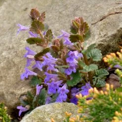 FuturePlanter Alle Pflanzen Im Shop Gundermann (Glechoma Hederacea) 14 FuturePlanter Alle Pflanzen Im Shop Gundermann (Glechoma Hederacea)