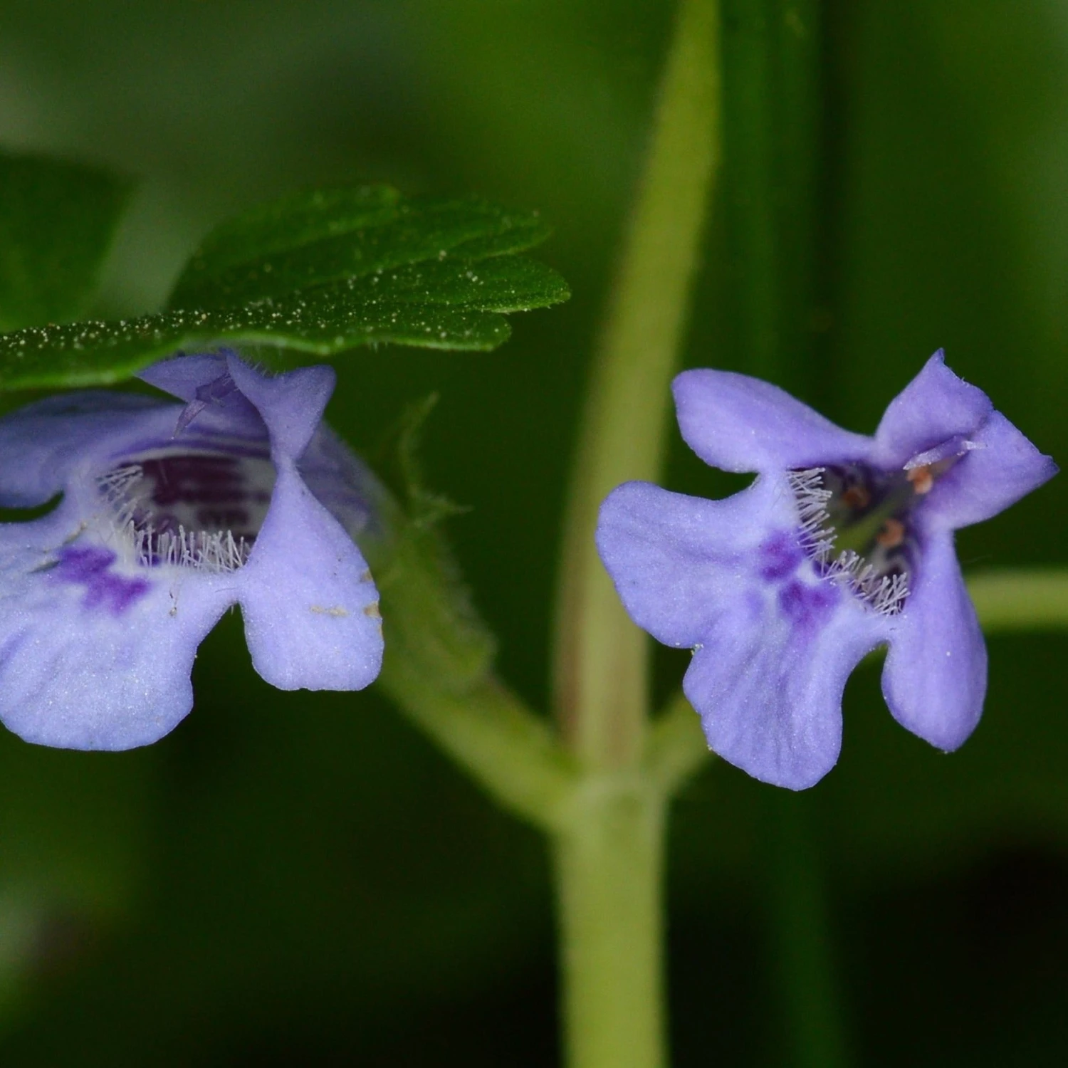 FuturePlanter Alle Pflanzen Im Shop Gundermann (Glechoma Hederacea) 6 FuturePlanter Alle Pflanzen Im Shop Gundermann (Glechoma Hederacea)