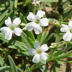 FuturePlanter Alle Pflanzen Im Shop Kriechendes Gipskraut (Gypsophila Repens) 15 FuturePlanter Alle Pflanzen Im Shop Kriechendes Gipskraut (Gypsophila Repens)