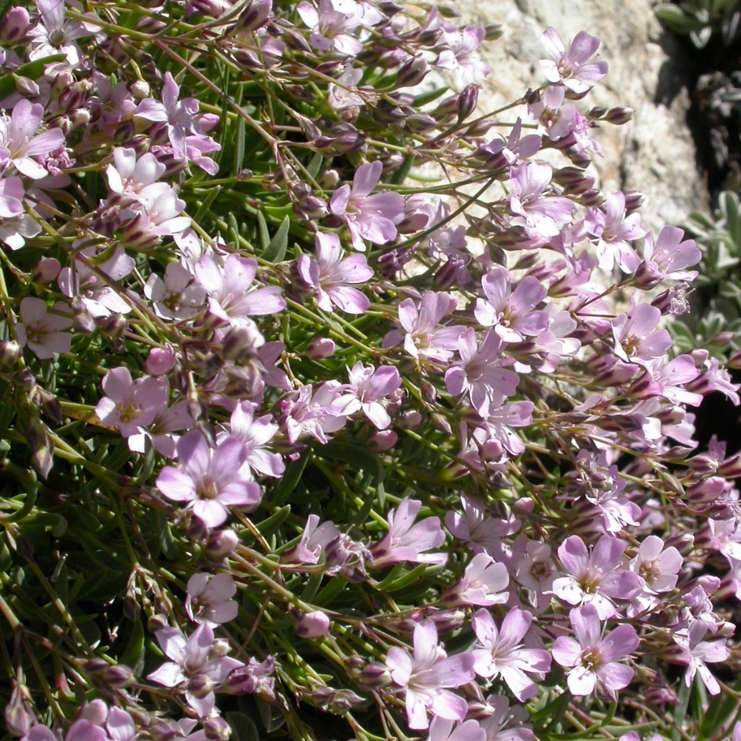 FuturePlanter Alle Pflanzen Im Shop Kriechendes Gipskraut (Gypsophila Repens) 1 FuturePlanter Alle Pflanzen Im Shop Kriechendes Gipskraut (Gypsophila Repens)
