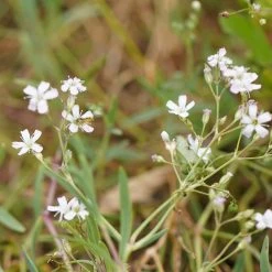 FuturePlanter Alle Pflanzen Im Shop Kriechendes Gipskraut (Gypsophila Repens) 13 FuturePlanter Alle Pflanzen Im Shop Kriechendes Gipskraut (Gypsophila Repens)