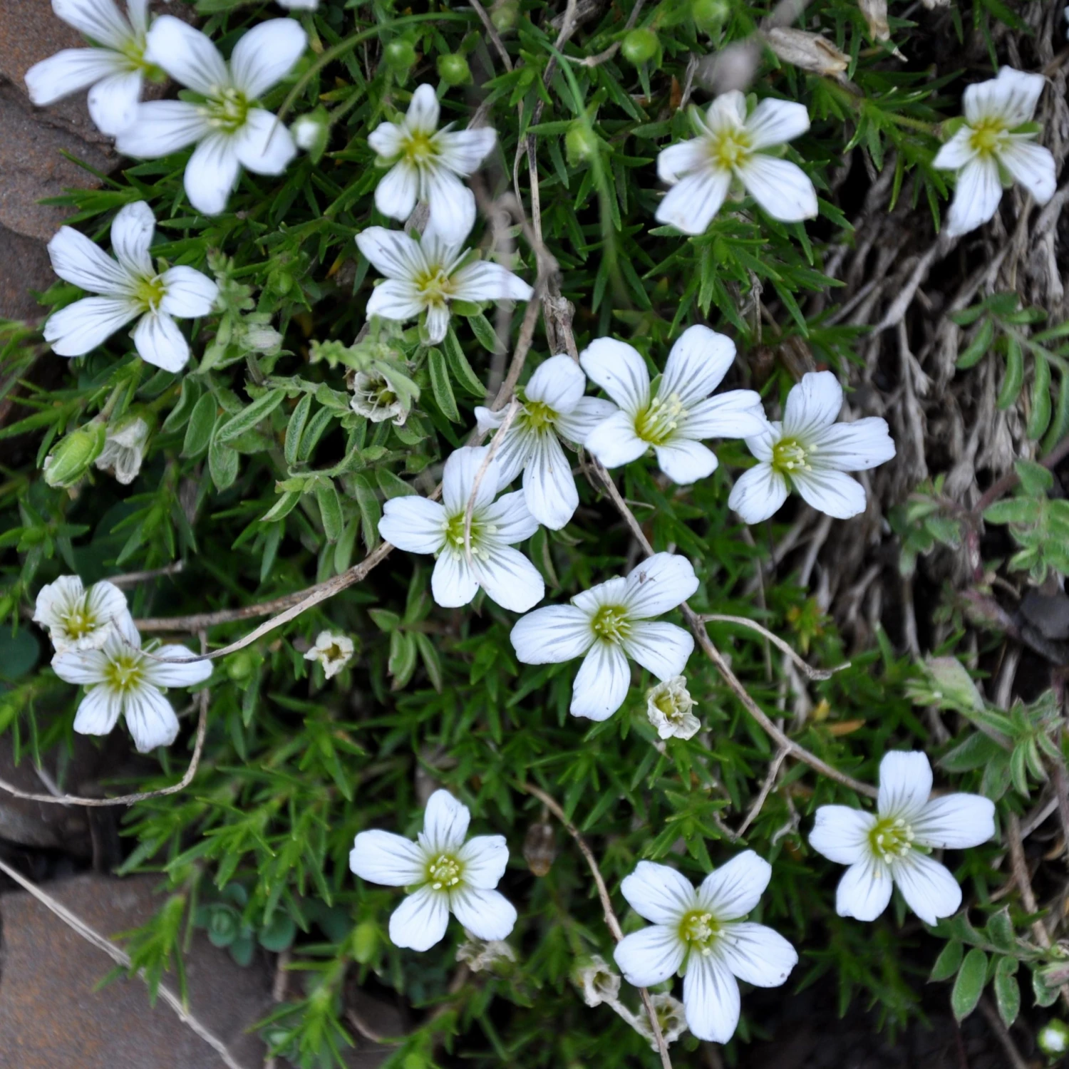 FuturePlanter Alle Pflanzen Im Shop Kriechendes Gipskraut (Gypsophila Repens) 7 FuturePlanter Alle Pflanzen Im Shop Kriechendes Gipskraut (Gypsophila Repens)