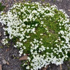 FuturePlanter Alle Pflanzen Im Shop Kriechendes Gipskraut (Gypsophila Repens)