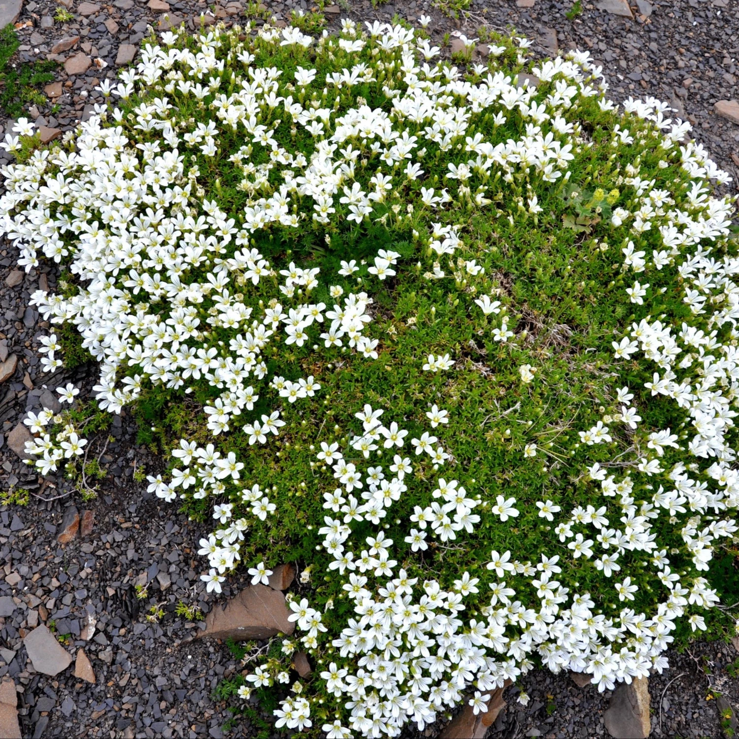 FuturePlanter Alle Pflanzen Im Shop Kriechendes Gipskraut (Gypsophila Repens) 2 FuturePlanter Alle Pflanzen Im Shop Kriechendes Gipskraut (Gypsophila Repens)