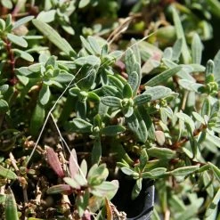 FuturePlanter Alle Pflanzen Im Shop Kriechendes Gipskraut (Gypsophila Repens) 11 FuturePlanter Alle Pflanzen Im Shop Kriechendes Gipskraut (Gypsophila Repens)