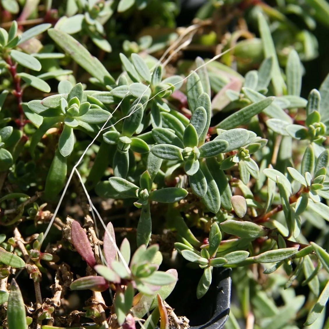 FuturePlanter Alle Pflanzen Im Shop Kriechendes Gipskraut (Gypsophila Repens) 4 FuturePlanter Alle Pflanzen Im Shop Kriechendes Gipskraut (Gypsophila Repens)