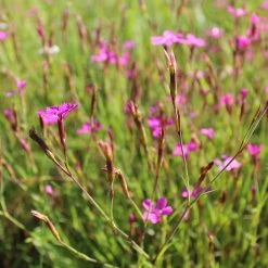 FuturePlanter Heide-Nelke (Dianthus Deltoides) Alle Pflanzen Im Shop