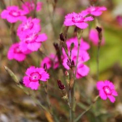 FuturePlanter Heide-Nelke (Dianthus Deltoides) Alle Pflanzen Im Shop