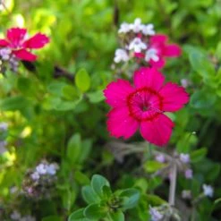 FuturePlanter Heide-Nelke (Dianthus Deltoides) Alle Pflanzen Im Shop