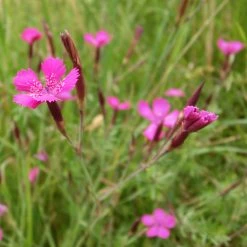 FuturePlanter Heide-Nelke (Dianthus Deltoides) Alle Pflanzen Im Shop