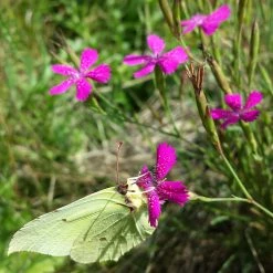 FuturePlanter Heide-Nelke (Dianthus Deltoides) Alle Pflanzen Im Shop
