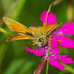 FuturePlanter Heide-Nelke (Dianthus Deltoides) Alle Pflanzen Im Shop