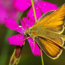 FuturePlanter Heide-Nelke (Dianthus Deltoides) Alle Pflanzen Im Shop
