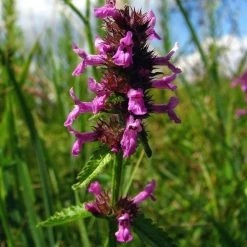 FuturePlanter Heil-Ziest (Stachys Officinalis) Alle Pflanzen Im Shop 11 FuturePlanter Heil-Ziest (Stachys Officinalis) Alle Pflanzen Im Shop