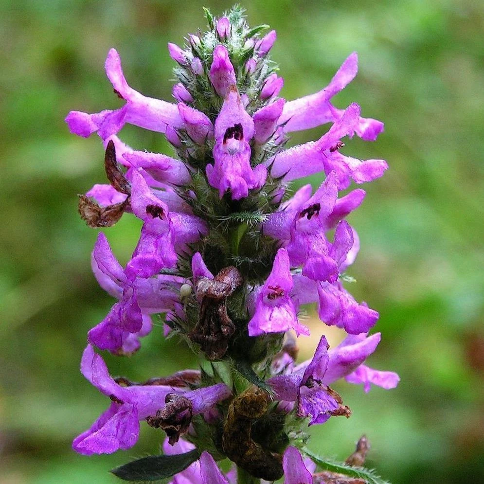 FuturePlanter Heil-Ziest (Stachys Officinalis) Alle Pflanzen Im Shop 6 FuturePlanter Heil-Ziest (Stachys Officinalis) Alle Pflanzen Im Shop