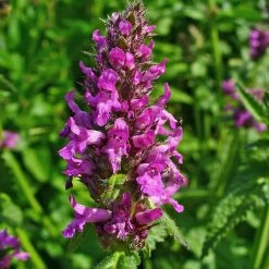 FuturePlanter Heil-Ziest (Stachys Officinalis) Alle Pflanzen Im Shop 12 FuturePlanter Heil-Ziest (Stachys Officinalis) Alle Pflanzen Im Shop