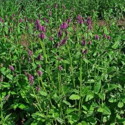 FuturePlanter Heil-Ziest (Stachys Officinalis) Alle Pflanzen Im Shop 15 FuturePlanter Heil-Ziest (Stachys Officinalis) Alle Pflanzen Im Shop