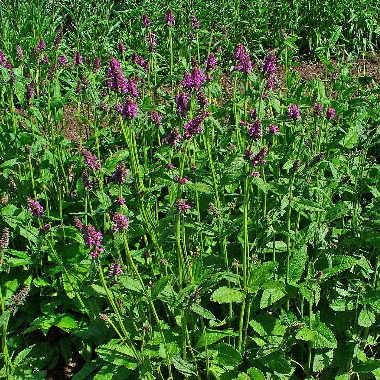 FuturePlanter Heil-Ziest (Stachys Officinalis) Alle Pflanzen Im Shop 8 FuturePlanter Heil-Ziest (Stachys Officinalis) Alle Pflanzen Im Shop