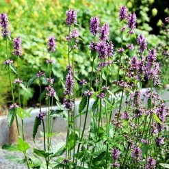 FuturePlanter Heil-Ziest (Stachys Officinalis) Alle Pflanzen Im Shop 14 FuturePlanter Heil-Ziest (Stachys Officinalis) Alle Pflanzen Im Shop