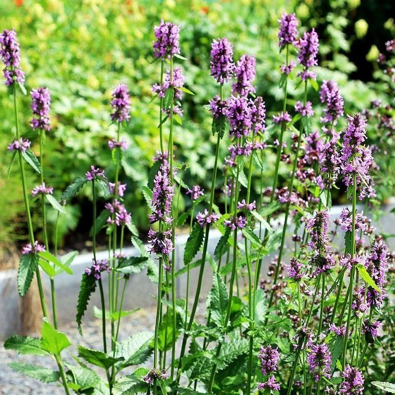 FuturePlanter Heil-Ziest (Stachys Officinalis) Alle Pflanzen Im Shop 7 FuturePlanter Heil-Ziest (Stachys Officinalis) Alle Pflanzen Im Shop
