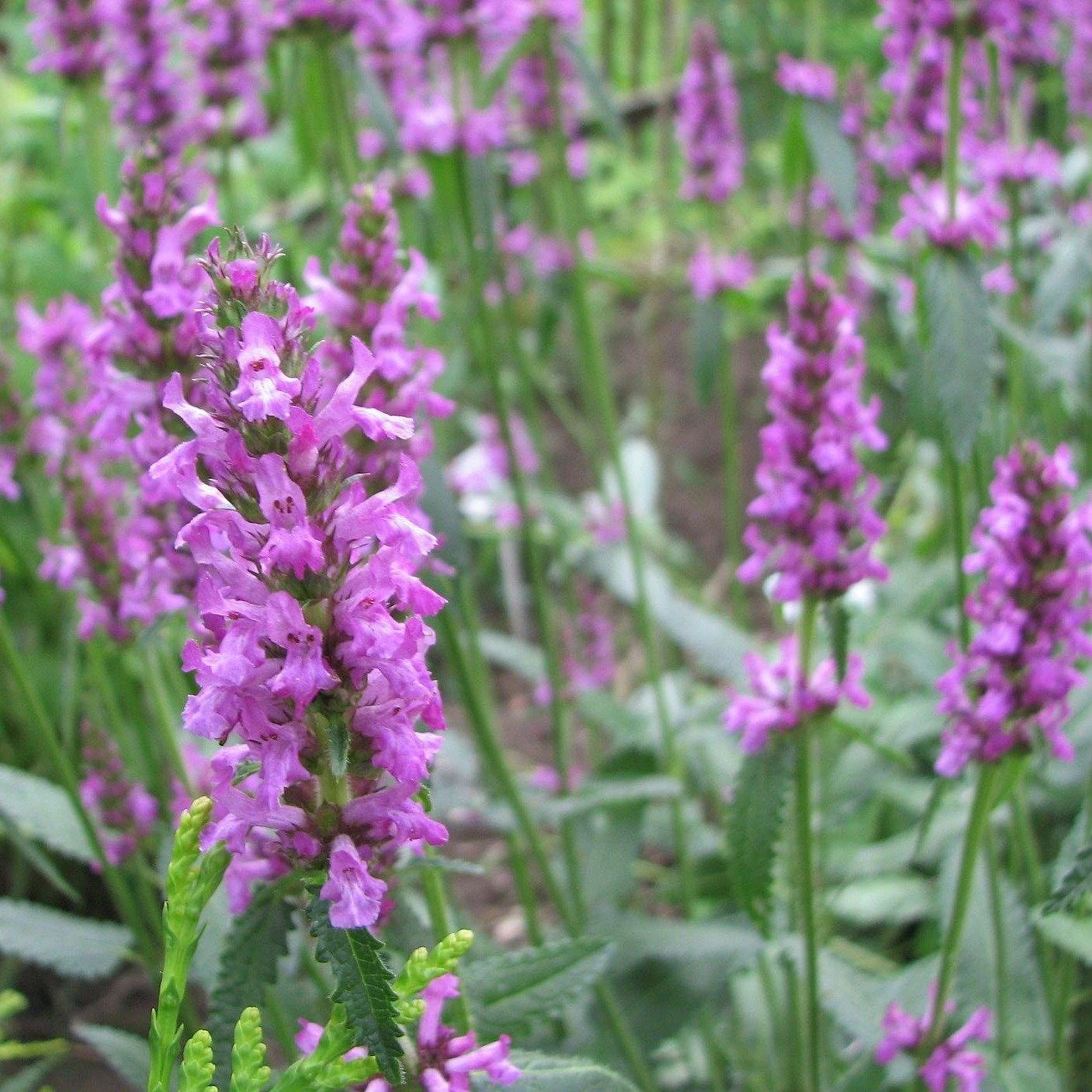 FuturePlanter Heil-Ziest (Stachys Officinalis) Alle Pflanzen Im Shop 1 FuturePlanter Heil-Ziest (Stachys Officinalis) Alle Pflanzen Im Shop