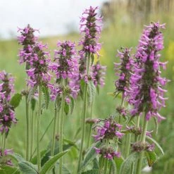 FuturePlanter Heil-Ziest (Stachys Officinalis) Alle Pflanzen Im Shop 10 FuturePlanter Heil-Ziest (Stachys Officinalis) Alle Pflanzen Im Shop