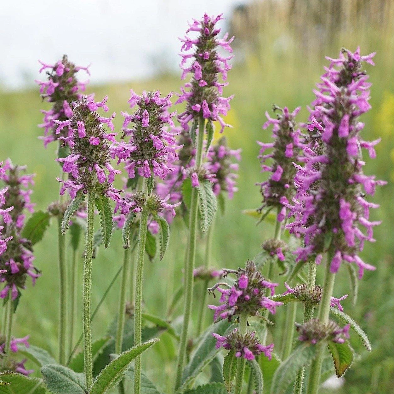 FuturePlanter Heil-Ziest (Stachys Officinalis) Alle Pflanzen Im Shop 3 FuturePlanter Heil-Ziest (Stachys Officinalis) Alle Pflanzen Im Shop