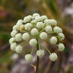 FuturePlanter Heilwurz (Seseli Libanotis) Alle Pflanzen Im Shop