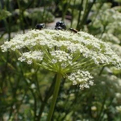 FuturePlanter Heilwurz (Seseli Libanotis) Alle Pflanzen Im Shop