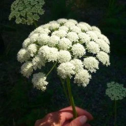 FuturePlanter Heilwurz (Seseli Libanotis) Alle Pflanzen Im Shop