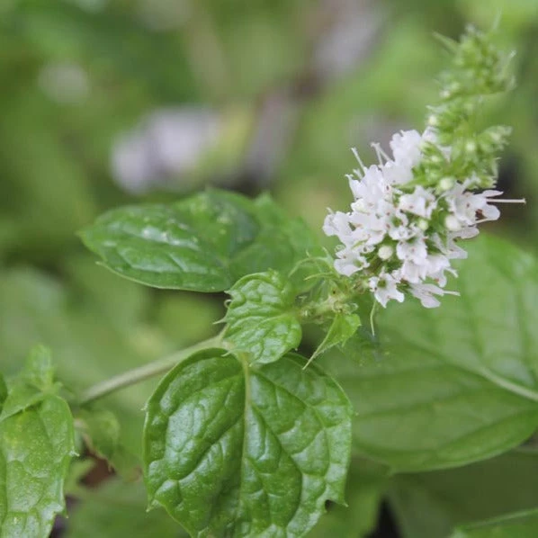 FuturePlanter Hemingway-Minze (Mentha X Piperita 'Hemingway') 1 FuturePlanter Hemingway-Minze (Mentha X Piperita 'Hemingway')