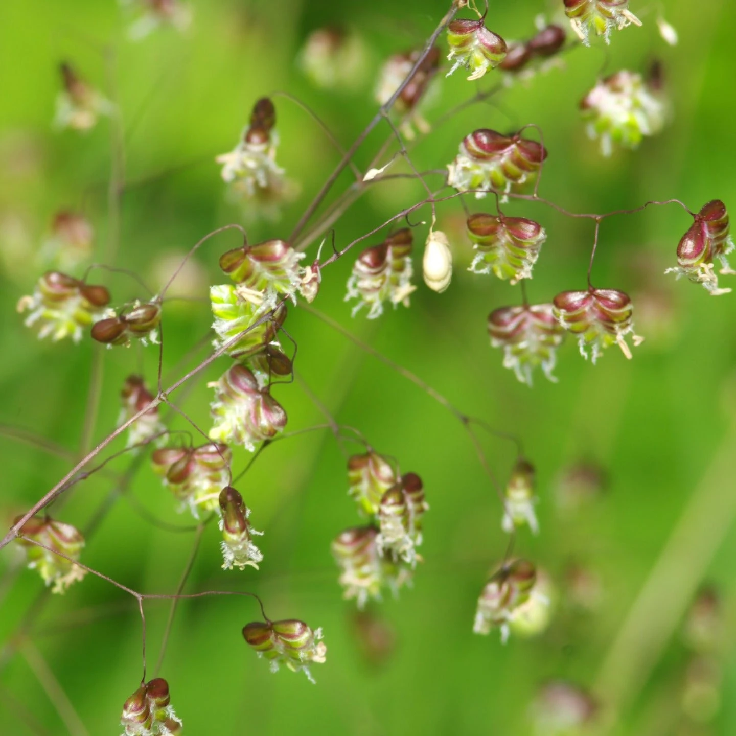 FuturePlanter Alle Pflanzen Im Shop Herz-Zittergras (Briza Media) 4 FuturePlanter Alle Pflanzen Im Shop Herz-Zittergras (Briza Media)