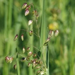 FuturePlanter Alle Pflanzen Im Shop Herz-Zittergras (Briza Media) 13 FuturePlanter Alle Pflanzen Im Shop Herz-Zittergras (Briza Media)