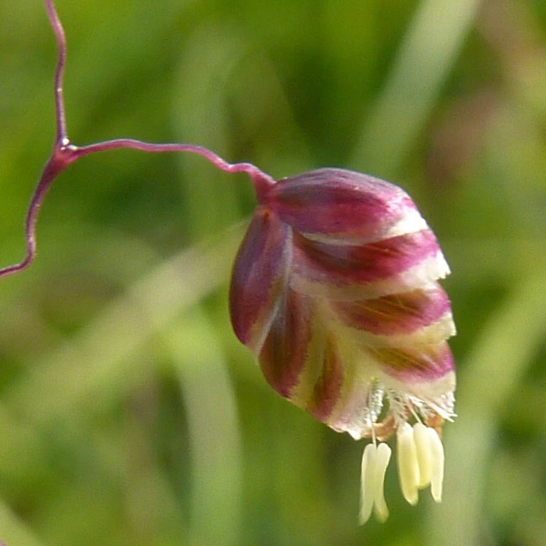 FuturePlanter Alle Pflanzen Im Shop Herz-Zittergras (Briza Media) 3 FuturePlanter Alle Pflanzen Im Shop Herz-Zittergras (Briza Media)