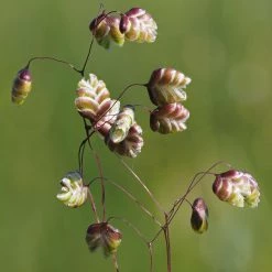 FuturePlanter Alle Pflanzen Im Shop Herz-Zittergras (Briza Media)