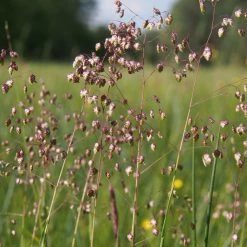 FuturePlanter Alle Pflanzen Im Shop Herz-Zittergras (Briza Media) 15 FuturePlanter Alle Pflanzen Im Shop Herz-Zittergras (Briza Media)