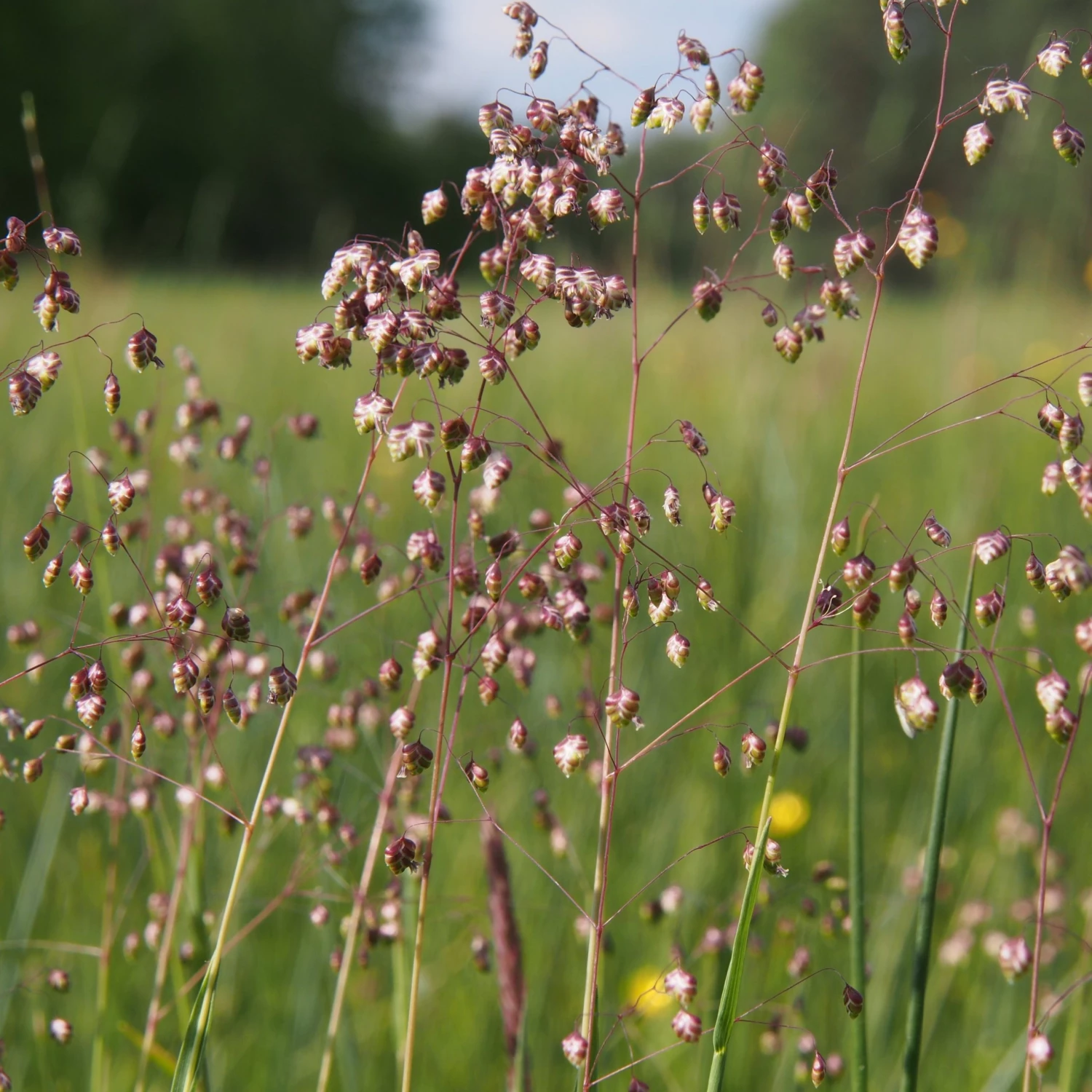 FuturePlanter Alle Pflanzen Im Shop Herz-Zittergras (Briza Media) 8 FuturePlanter Alle Pflanzen Im Shop Herz-Zittergras (Briza Media)