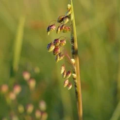 FuturePlanter Alle Pflanzen Im Shop Herz-Zittergras (Briza Media) 12 FuturePlanter Alle Pflanzen Im Shop Herz-Zittergras (Briza Media)