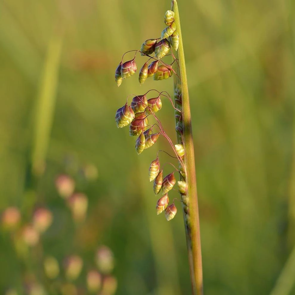 FuturePlanter Alle Pflanzen Im Shop Herz-Zittergras (Briza Media) 5 FuturePlanter Alle Pflanzen Im Shop Herz-Zittergras (Briza Media)