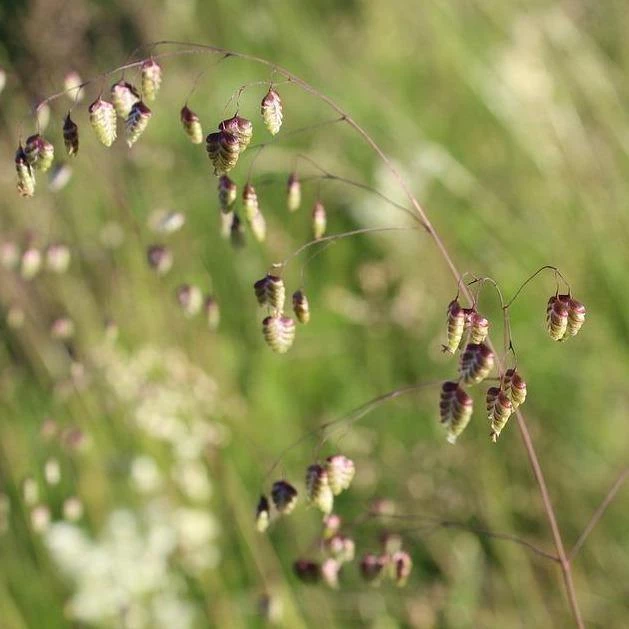 FuturePlanter Alle Pflanzen Im Shop Herz-Zittergras (Briza Media) 7 FuturePlanter Alle Pflanzen Im Shop Herz-Zittergras (Briza Media)