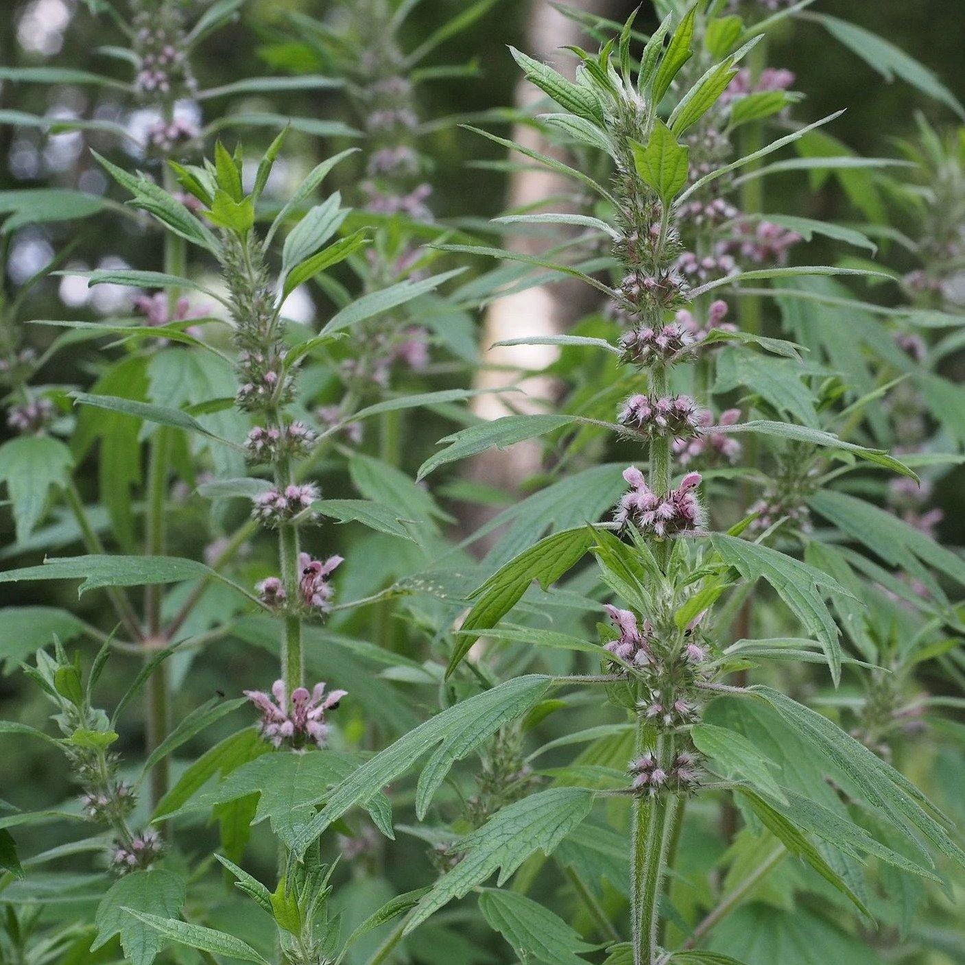 FuturePlanter Herzgespann (Leonurus Cardiaca) Alle Pflanzen Im Shop 8 FuturePlanter Herzgespann (Leonurus Cardiaca) Alle Pflanzen Im Shop