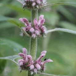 FuturePlanter Herzgespann (Leonurus Cardiaca) Alle Pflanzen Im Shop 11 FuturePlanter Herzgespann (Leonurus Cardiaca) Alle Pflanzen Im Shop