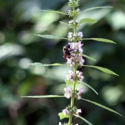 FuturePlanter Herzgespann (Leonurus Cardiaca) Alle Pflanzen Im Shop 10 FuturePlanter Herzgespann (Leonurus Cardiaca) Alle Pflanzen Im Shop